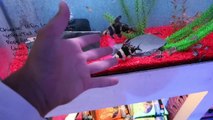 BUYING a Friend for My BETTA FISH!! *FISH FEEDING*