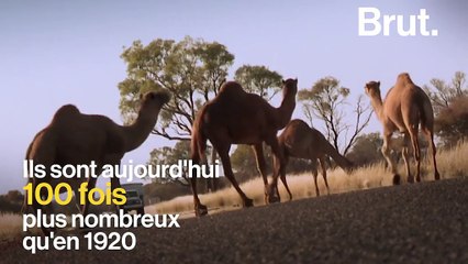 Le bush australien envahi par… des dromadaires