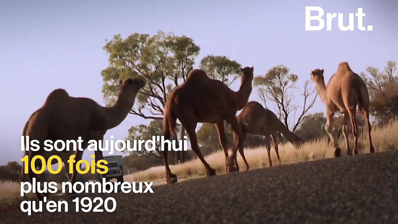 Le bush australien envahi par… des dromadaires