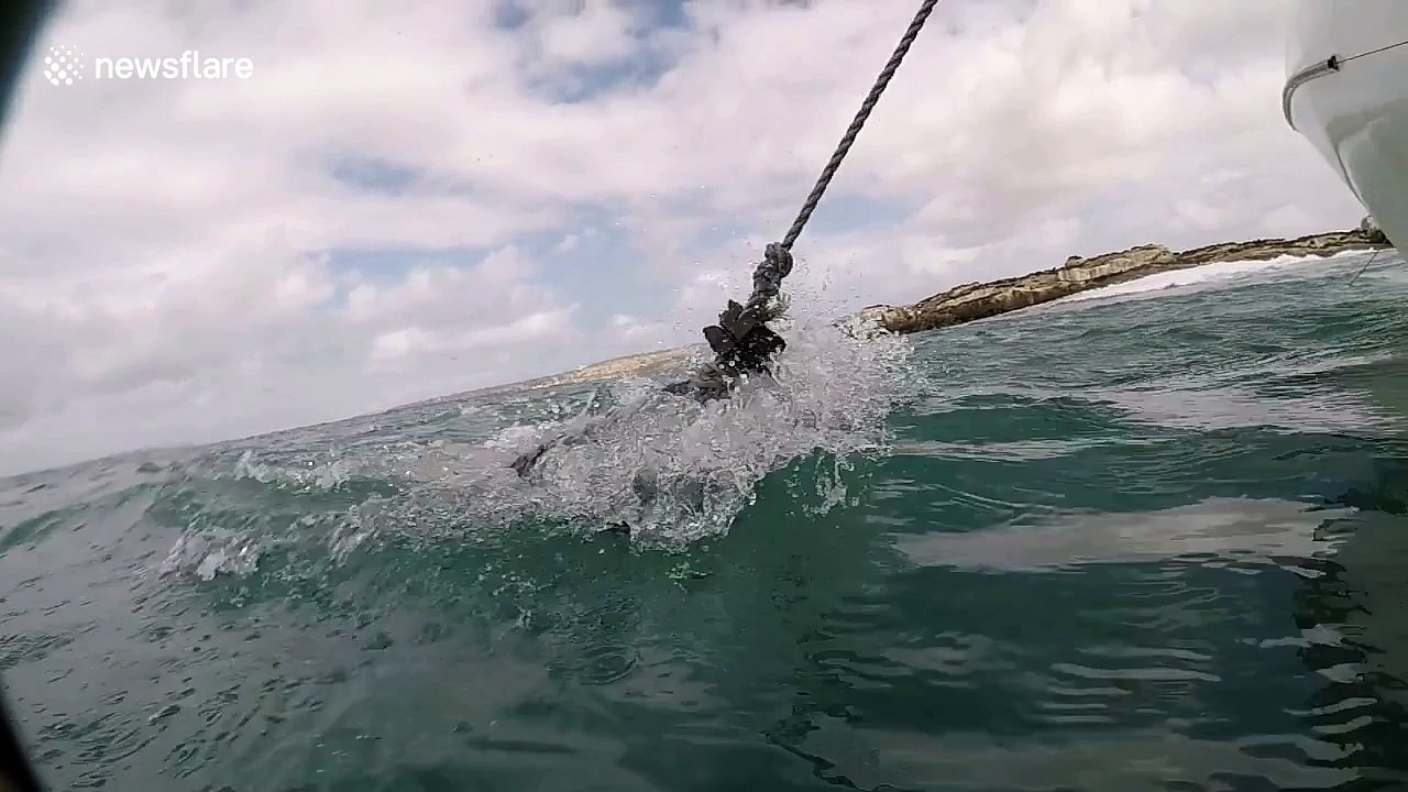 Tour guide almost loses GoPro to a great white in South Africa
