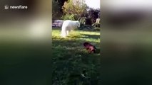 Adorable animal friendships: little piglet and big dog become best friends