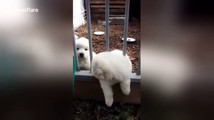 Puppy makes adorable jailbreak to see his dad