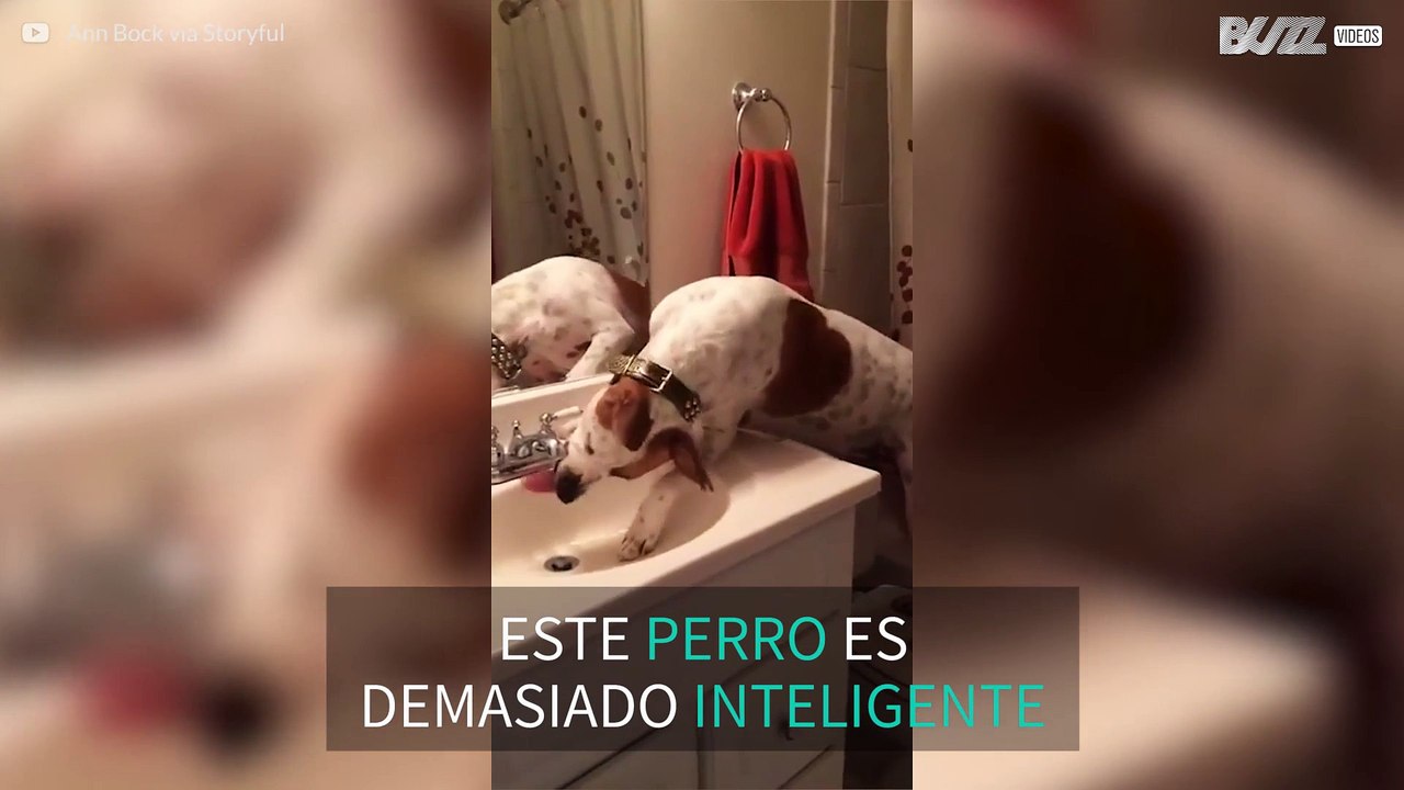 Este perro bebe agua... ¡abriendo el grifo!