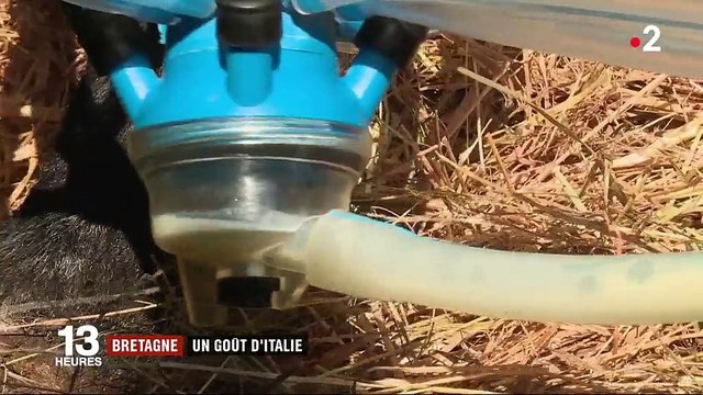 Finistère : de la mozzarella 100% bretonne