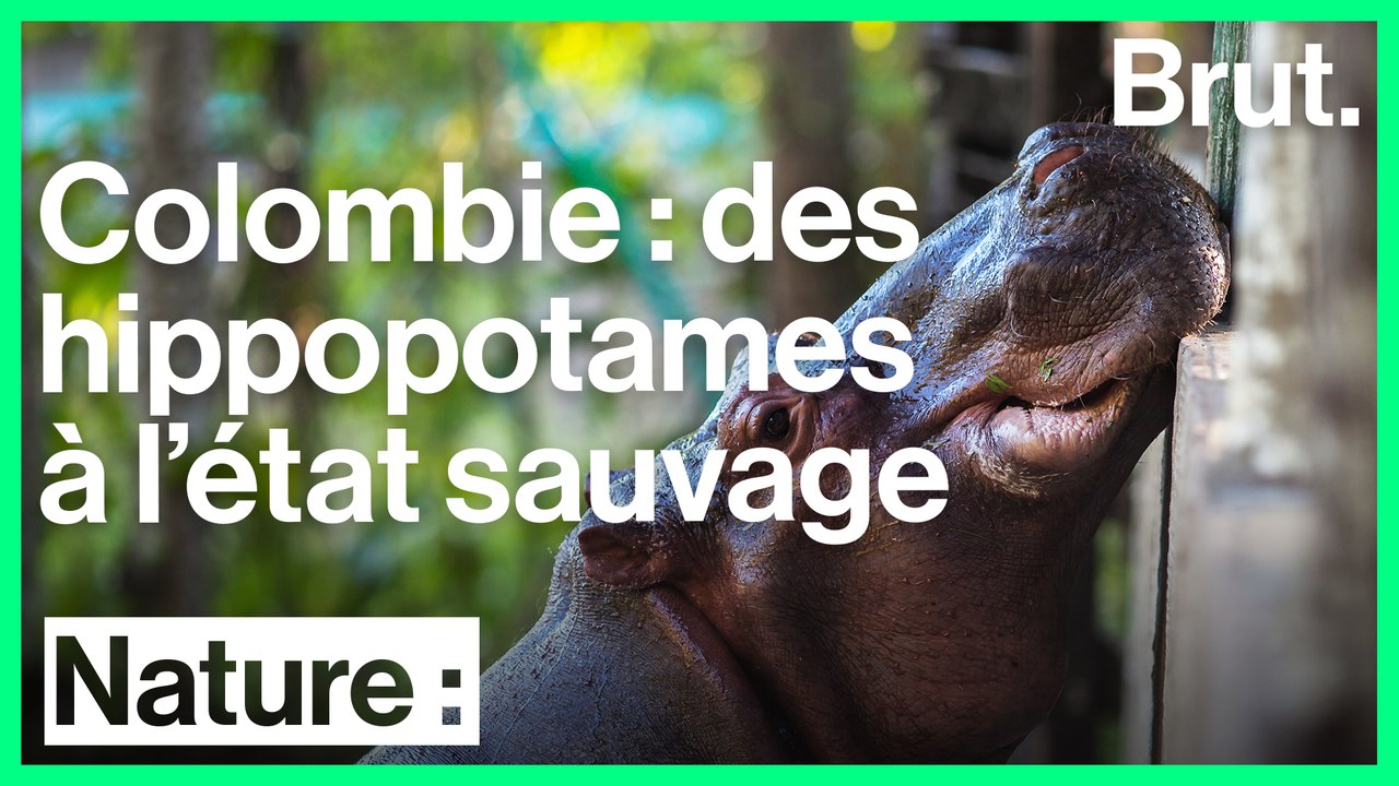 Colombie : les hippopotames de Pablo Escobar se sont multipliés