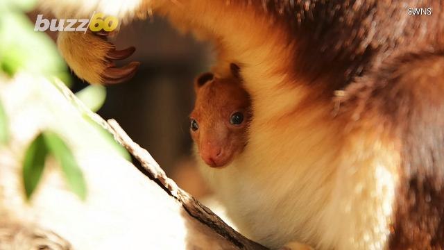 Cute Baby Alert! Kangaroo Adorably Greets the World Peeking Out of Mom's Pouch