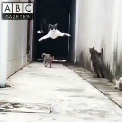 Akrobat kedinin 3 kediden kaçışı