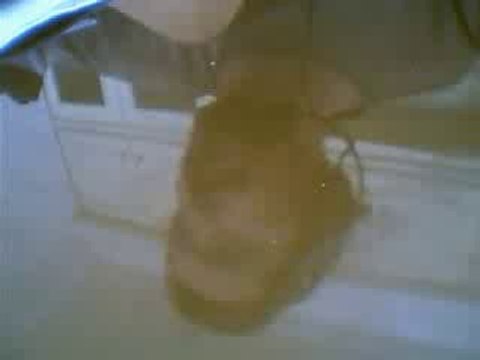 the fools garden version 2 lemon tree