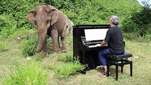 Pianista decide tocar para elefantes cegos