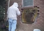 Oh Beehive! – Bee Whisperer Removes Enormous Hive From Tennessee Home