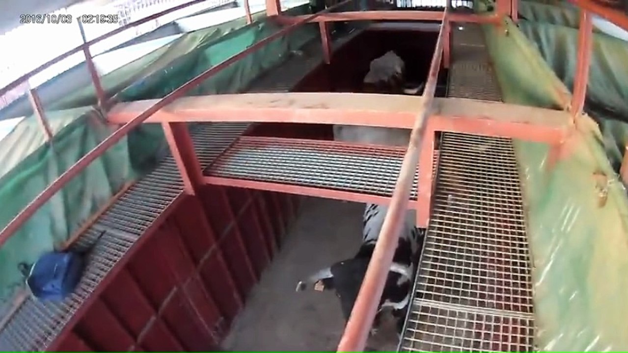 TOROS EN LOS TORILES ENTRERRIOS 2018---PARTE--3