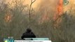 Arrasan incendios forestales a decenas de hectáreas en Yucatán