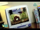 Convierten los monitores de las iMac en pequeños acuarios