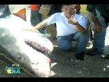 Dan caza a un tiburón de más de seis metros en Sonora