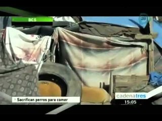 En Baja California Sur los indigentes comen carne de perro para sobrevivir