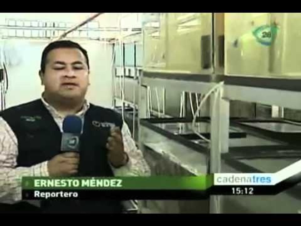 Cría de peces de ornato se ha convertido en una alternativa de trabajo