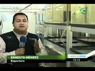 Cría de peces de ornato se ha convertido en una alternativa de trabajo