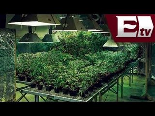 Paraguay pretende legalizar producción y venta de marihuana/Global con Paola Barquet