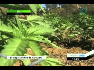 Se dispara el cultivo de marihuana
