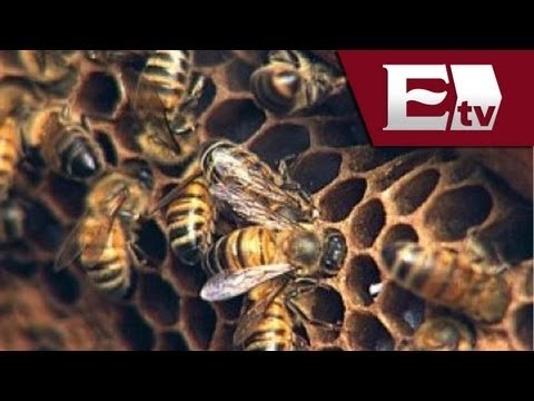 Estudiantes y maestros fueron atacados por enjambre de abejas / Vianney Esquinca