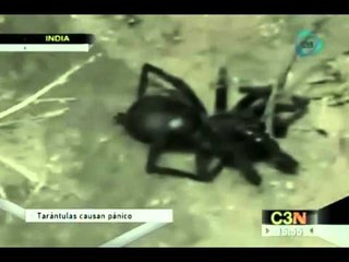 Tarántulas causan pánico al noroeste de India