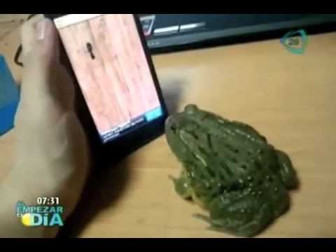 Deshazte de las hormigas con la app 'Ant Smasher'