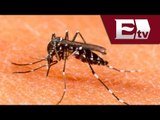 México tendrá vacuna contra el dengue / Titulares de la mañana Vianey Esquinca