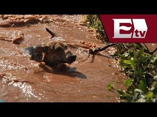 Acapulco recibe alimento para animales de familias afectadas por las lluvias / Vianey Esquinca