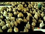 Brote de gripe aviar se extiende por Jalisco