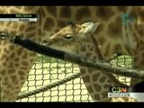 Nace jirafa en un zoológico de Bélgica