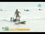 Cabras encuentran un nuevo pasatiempo: el surfing
