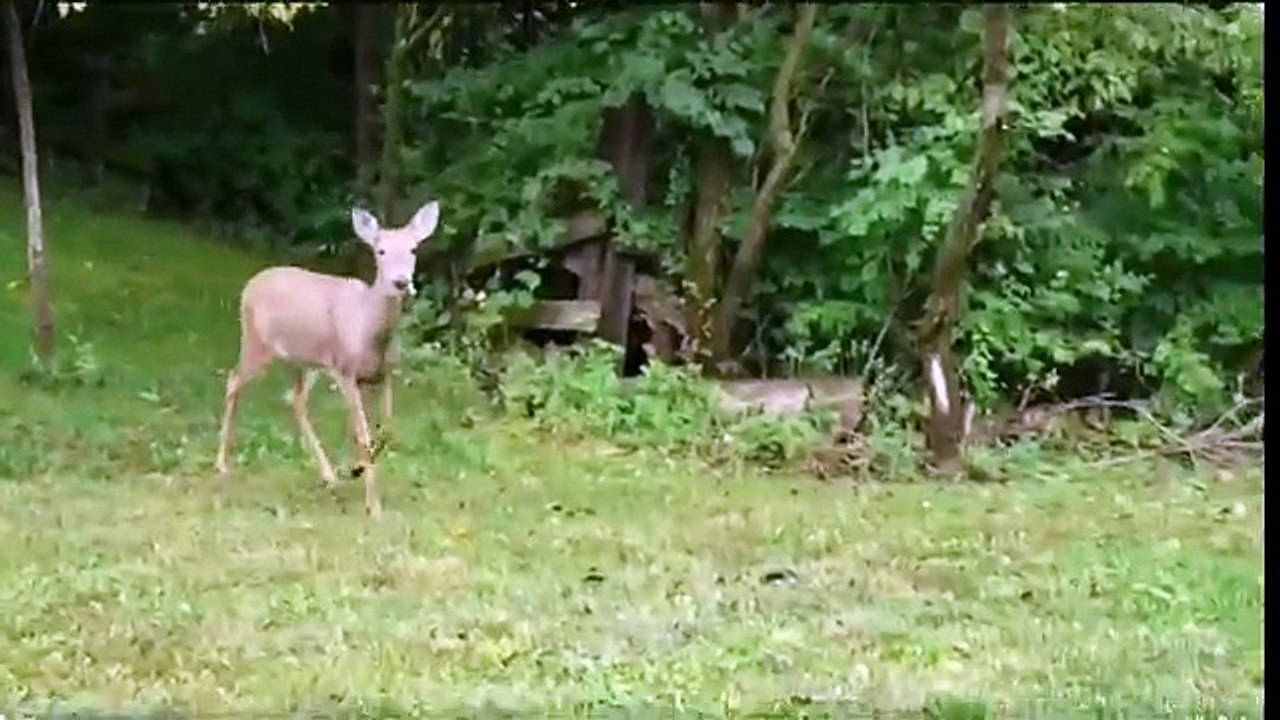 In the deer 2nite