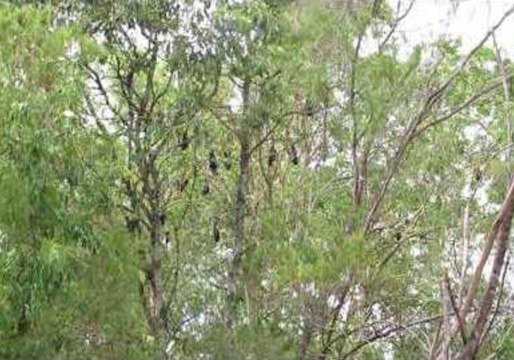 Rescued Bats Returned to the Wild in Queensland