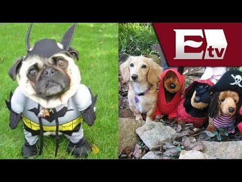 Últimas tendencias en disfraces para mascotas / Titulares con Vianey Esquinca