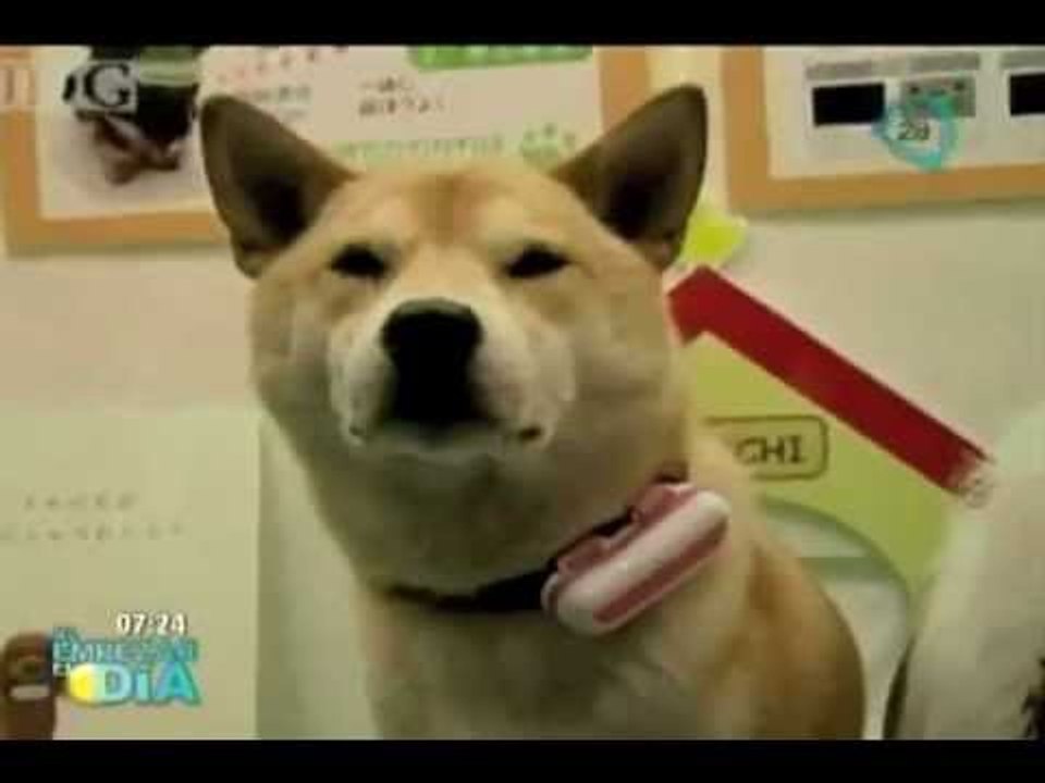 Con Bowlingual entiende los ladridos de tu perro