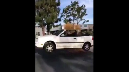 Quand tu prends un dos d'âne un peu vite... Pauvre voiture