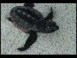 Liberal tortugas en playas de Cancún