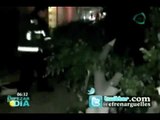 Camioneta choca y derrumba árboles en la Condesa