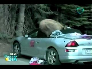 Oso hambriento busca comida y 'devora' un vehículo