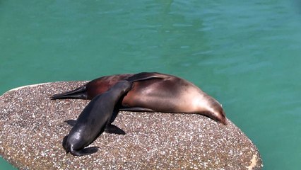 California sea lion