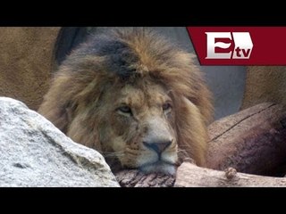 Profepa detecta hacinamiento de animales en Durango / Alejandro y Kimberly