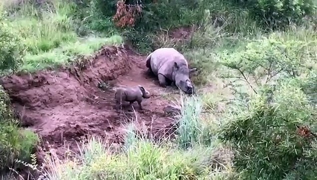 Un bébé rhinocéros essaie de réveiller sa mère morte