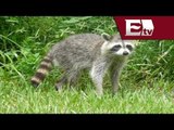 Plaga de mapaches en Mazatlán pone en peligro a rios y acuarios / Vianey Esquinca