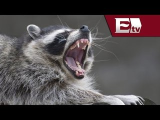 Plaga de mapaches, una amenaza para Mazatlán / Kimberly Armengol