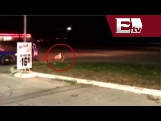 VIDEO: Policía dispara contra ciervo en carretera l Ratero es sorprendido por dependiente