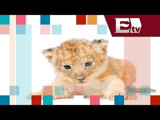 Hombre pasea con su león por el DF / Entre Mujeres