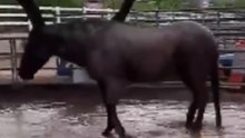 Arizona Police Horse Has Fun in the Mud After Heavy Rain