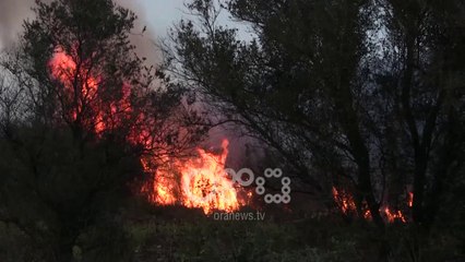 Ora News - Fier, 59 zjarre vetëm në shtator