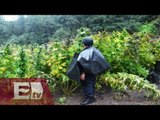 Ubican 2 plantíos con más de 12 toneladas de marihuana en Michoacán / Vianey Esquinca