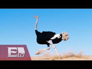 Los más grandes del reino animal / Retazos de historia